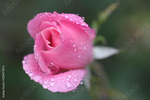 pink rose with drops of water