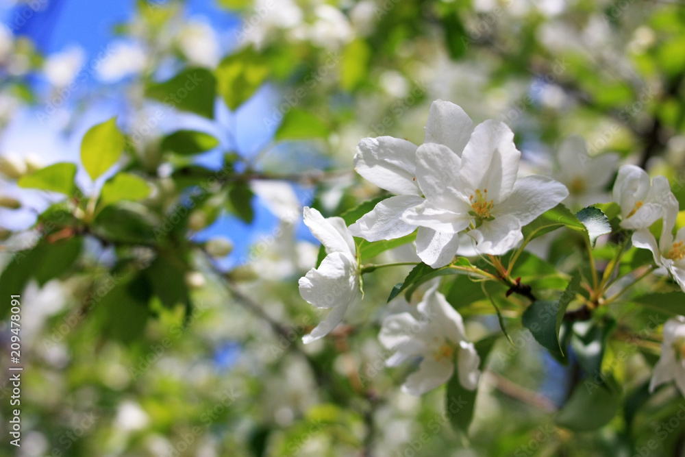 Flowers on a branch of an apple tree Flowers on a branch of an apple tree