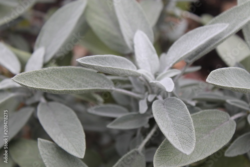 salvia