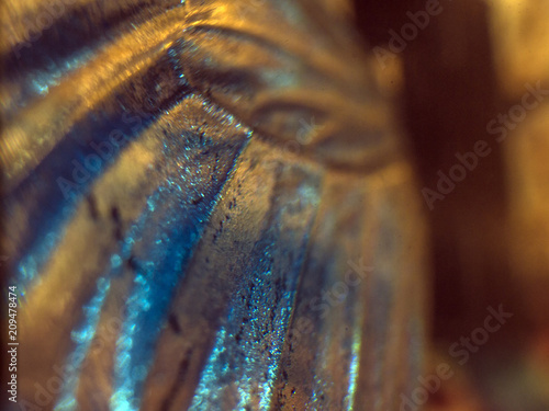 butterfly wings under the microscope