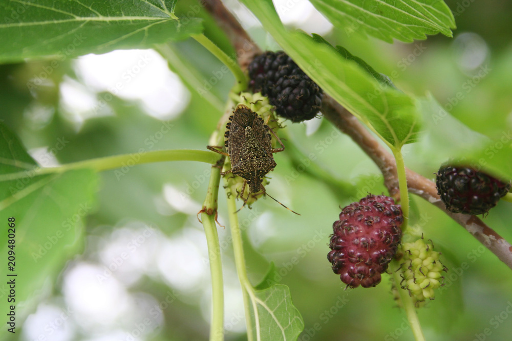 Obraz premium Marmorated stink bugs on a black mulberry fruit on tree. Halyomorpha halys