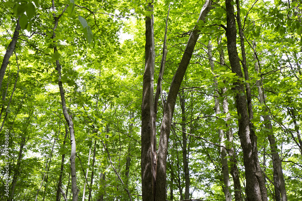 Naklejka premium Awesome Forest Views