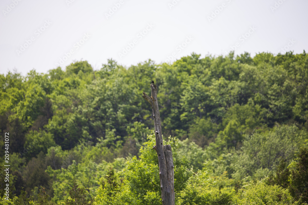 Fototapeta premium Awesome Forest Views