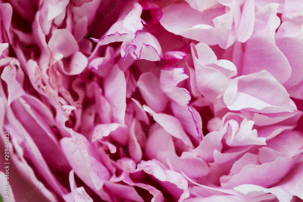 Pink peony flower closeup. Macro shot.