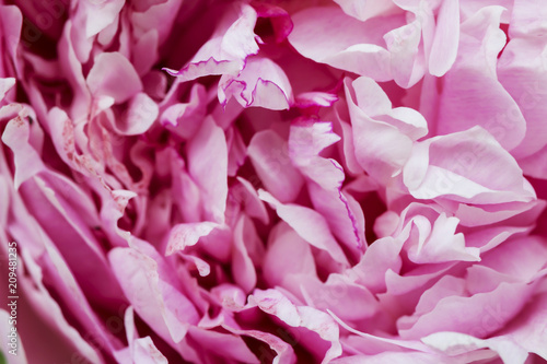 Pink peony flower closeup. Macro shot. © Studio Dagdagaz