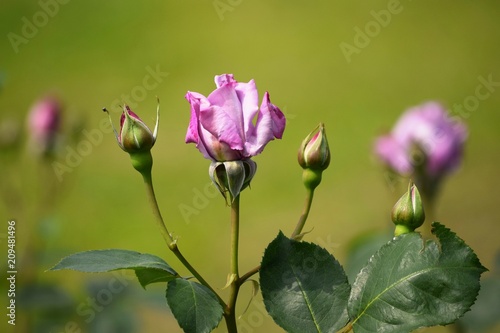 Violet rose in the rose garden