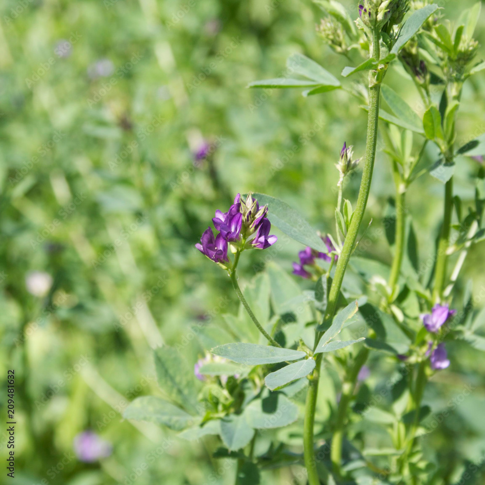 Purple flower of alfalfa plant in the field. Medicago sativa Purple flower of alfalfa plant in the field. Medicago sativa