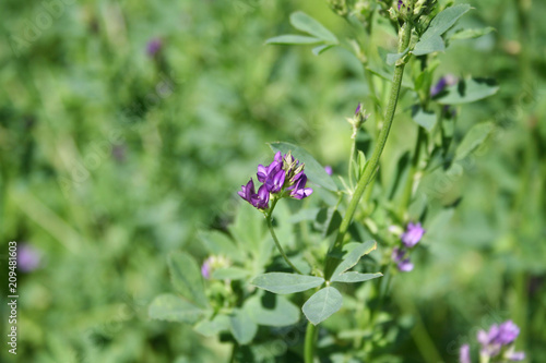 Purple flower of alfalfa plant in the field. Medicago sativa