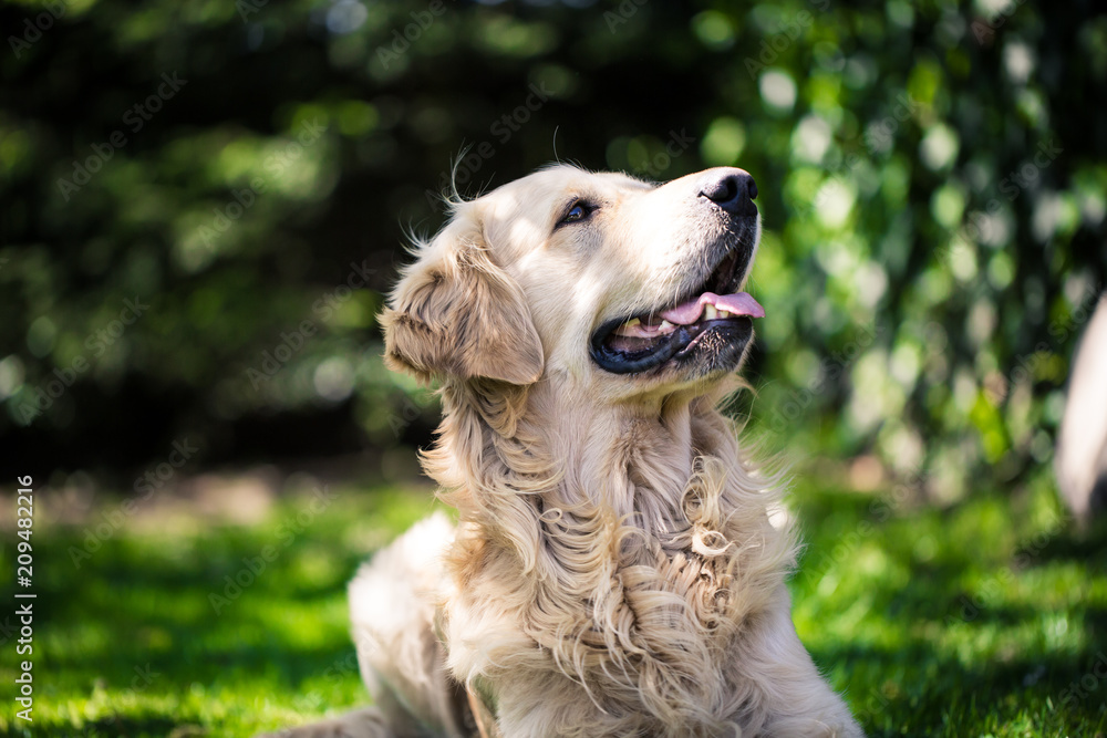 Beautiful, cute golden retriever resting on the grass during lovely sunny day Beautiful, cute golden retriever resting on the grass during lovely sunny day