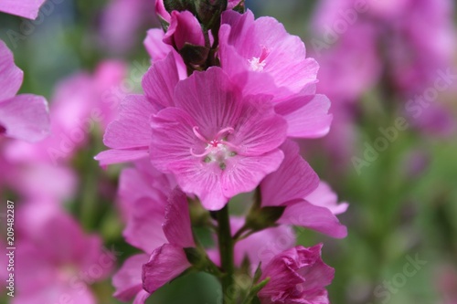 Pink blühende Rosen-Malve (Malva alcea), Nahaufnahme mit selektivem Fokus