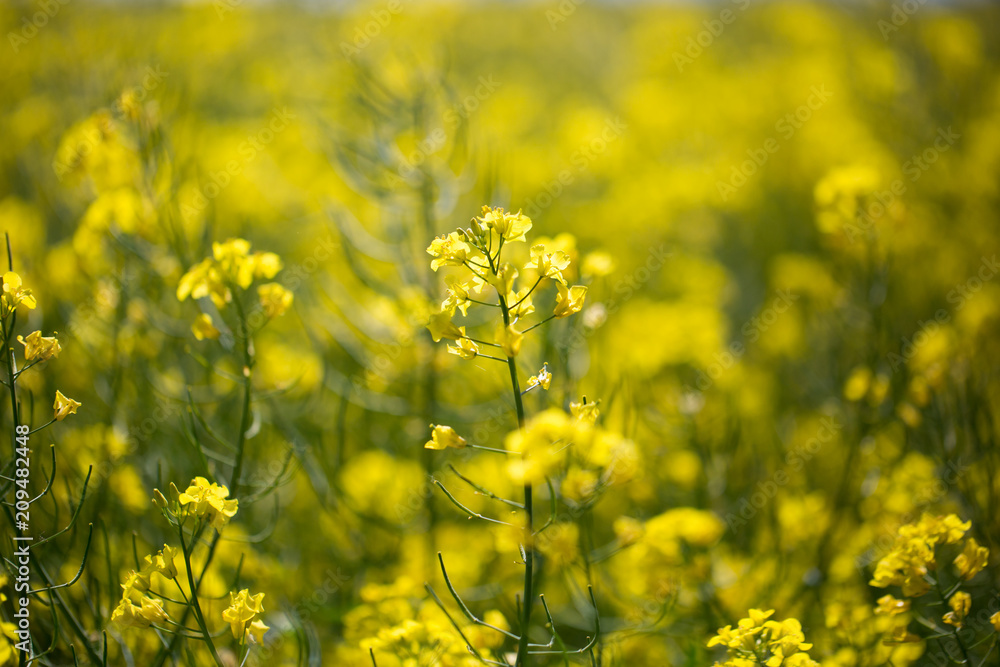 Fototapeta premium Rapeseed plants growing in the huge field
