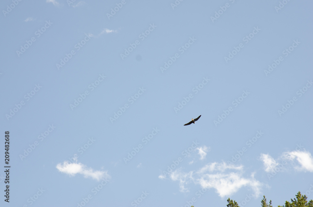 eagle flyies in the sky