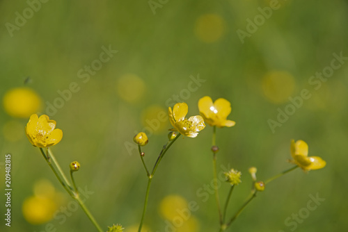 caustic buttercup on a green background