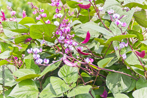 Pink pod of decorative hyacinth beans