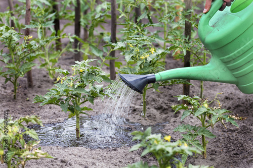 Farmer watering tomato bushes