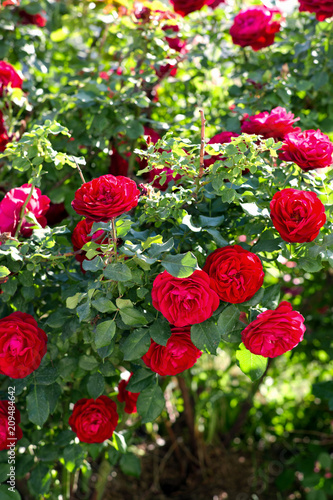 Luxury red rose Bush