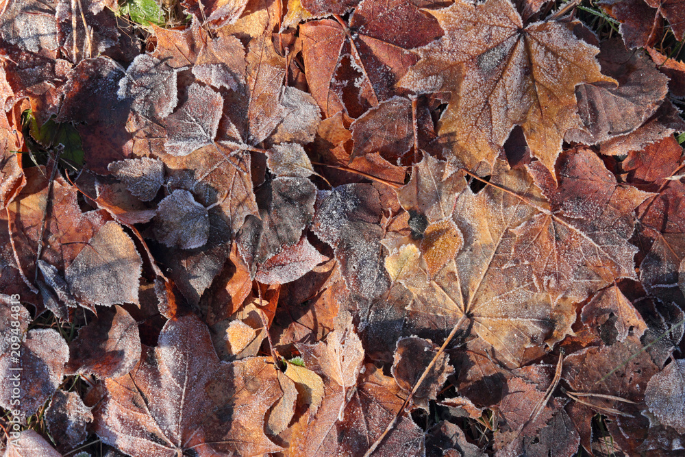 fallen leaves and grass covered with hoarfrost