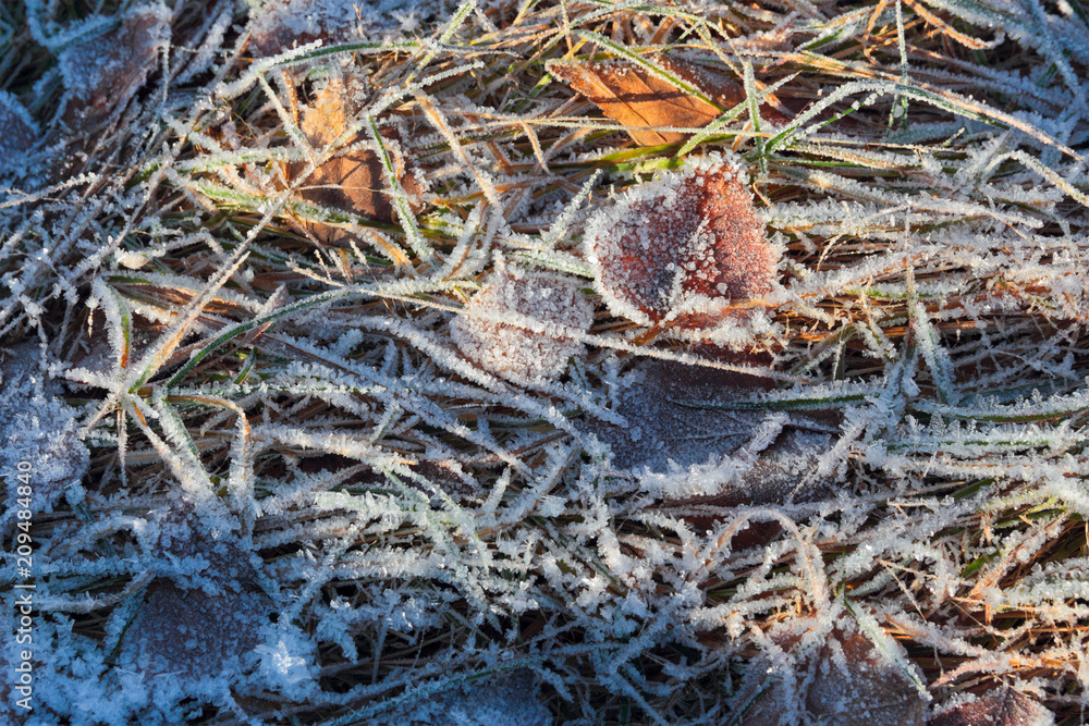 fallen leaves and grass covered with hoarfrost