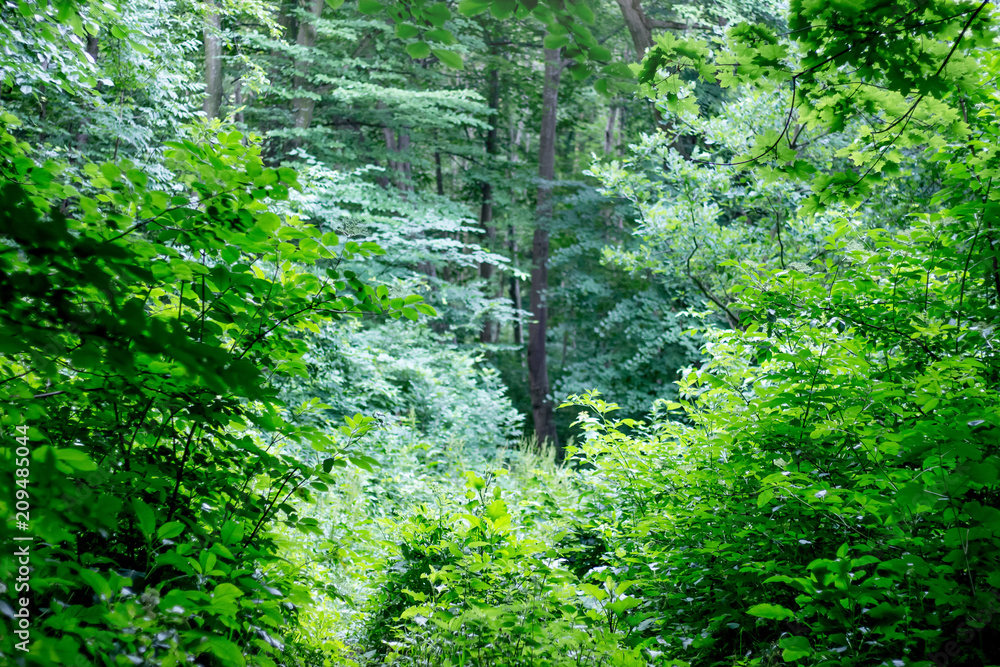 Dense thickets in the deciduous forest. Summer morning in the woods. Territory of wildlife_ Dense thickets in the deciduous forest. Summer morning in the woods. Territory of wildlife_