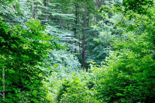 Dense thickets in the deciduous forest. Summer morning in the woods. Territory  of wildlife_