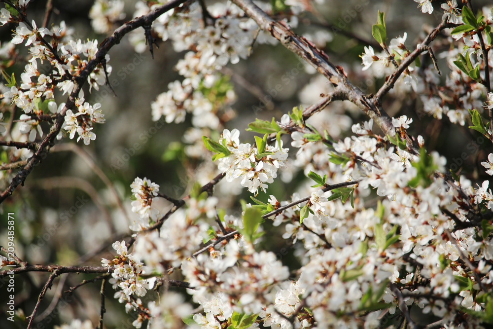 Blossoming trees in spring season Blossoming trees in spring season