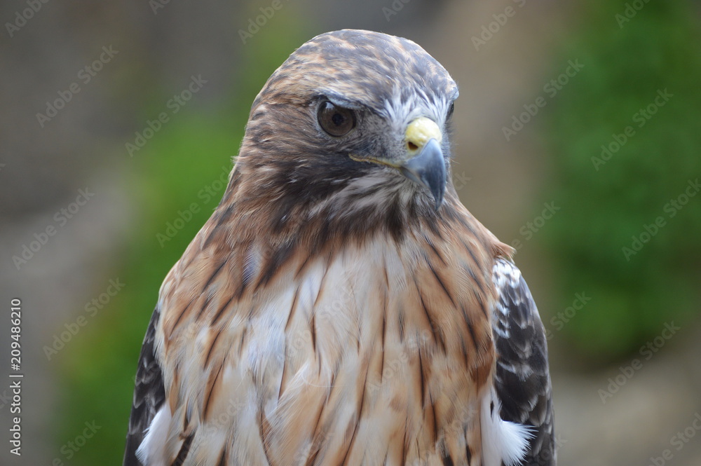 Red tailed hawk