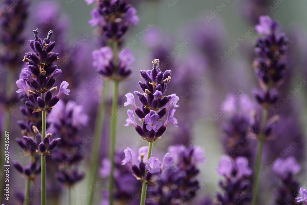 blühender violetter Lavendel