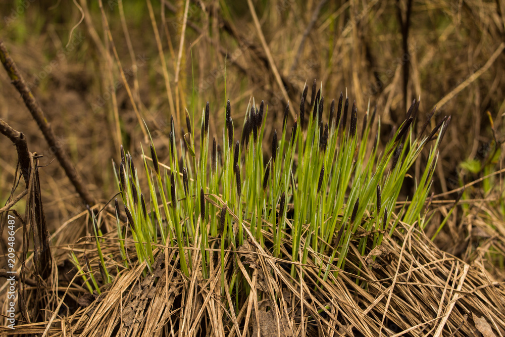 lush vegetation on floodplain meadows on a summer day lush vegetation on floodplain meadows on a summer day