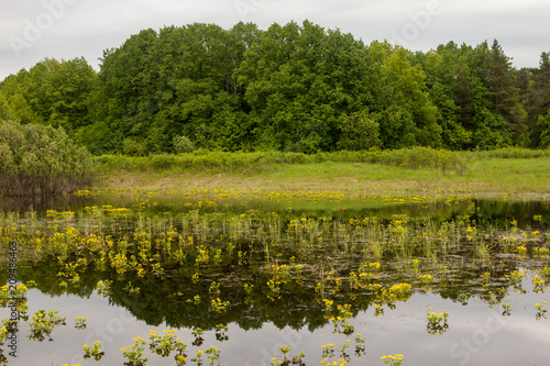 lush vegetation on floodplain meadows on a summer day