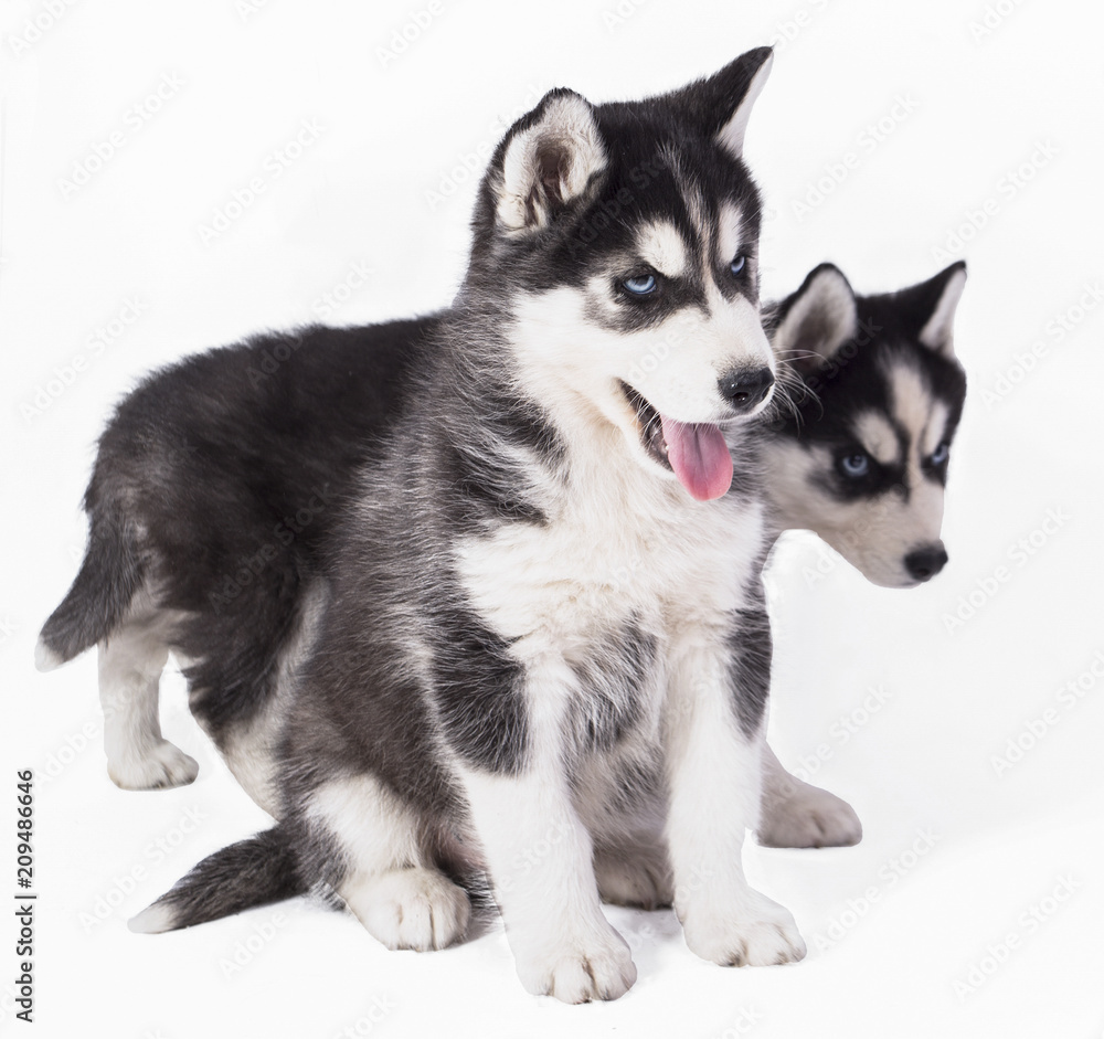  beautiful husky puppies on white background
