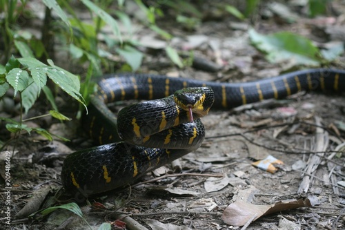 snake