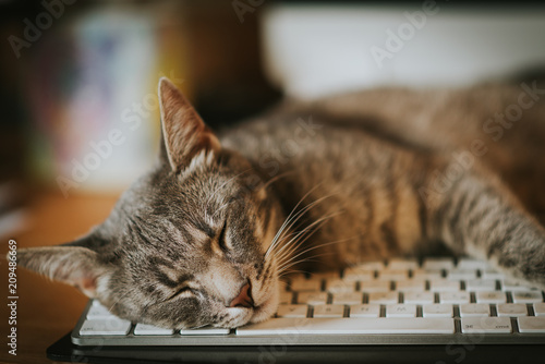 Photo Cat sleeping on computer keyboard