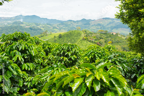 Beautiful coffee plantation in Jerico, Colombia in the state of Antioquia.