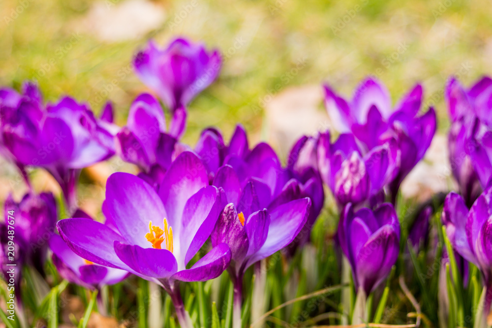 Crocus, plural crocuses or croci in pink, violet, yellow end etc., close-up crocus Crocus, plural crocuses or croci in pink, violet, yellow end etc., close-up crocus