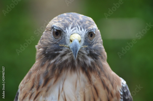 Red tailed hawk © Kari