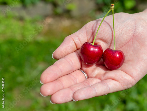 Female hand holding two fresh cherries in the garden in summer © Markus
