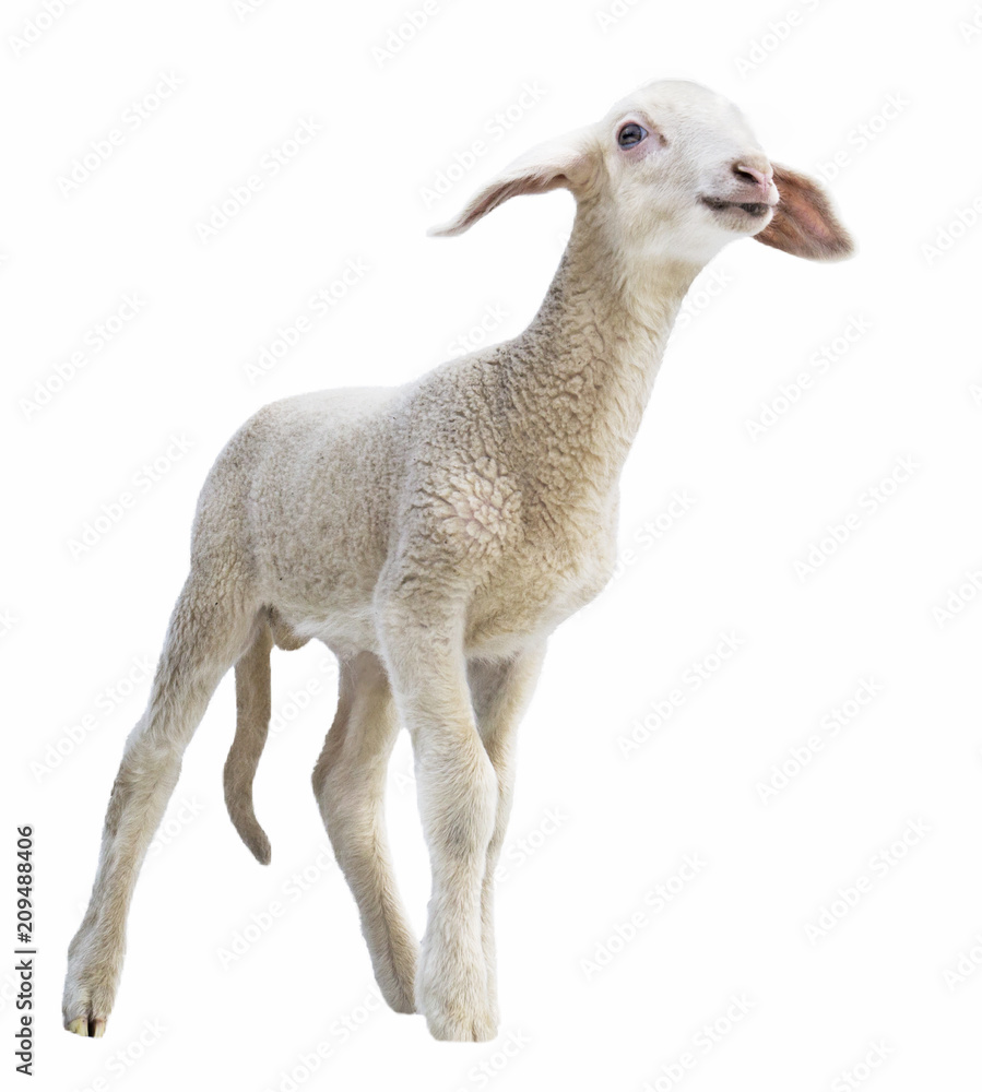 lamb on white background, farm, animal lamb on white background, farm, animal