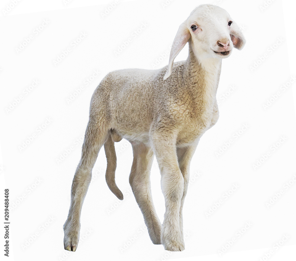 Fototapeta premium lamb on white background, farm, animal