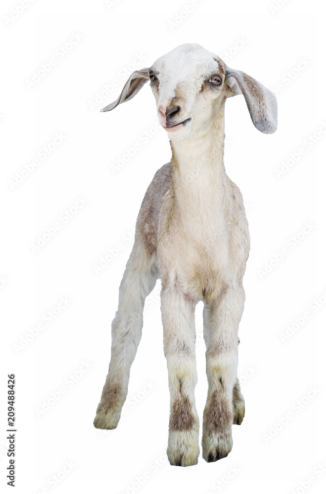 lamb on white background, farm, animal lamb on white background, farm, animal