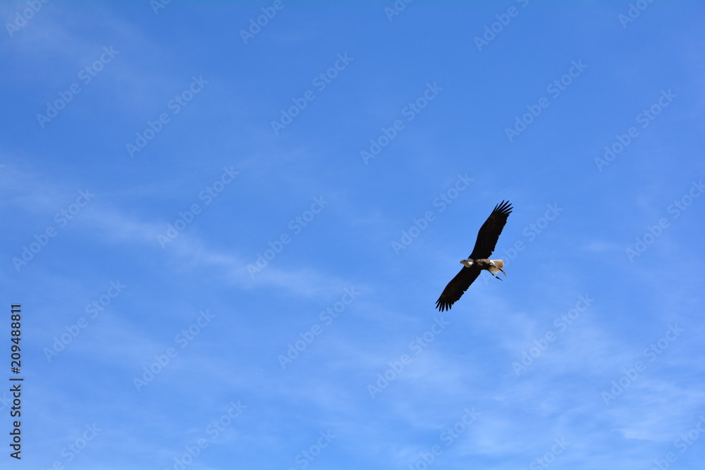 The golden eagle on sky The golden eagle on sky