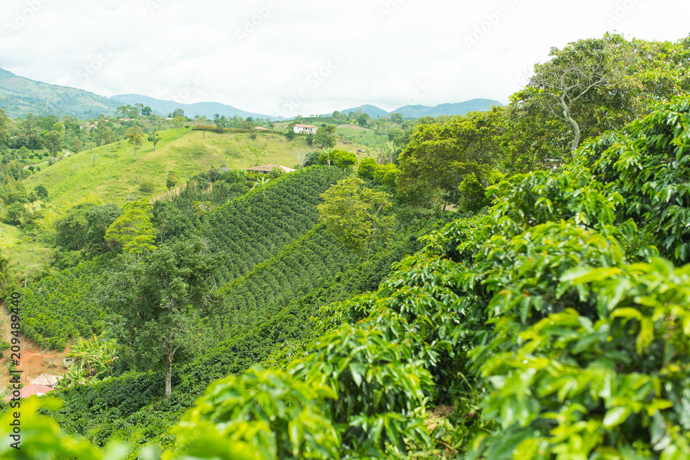 Beautiful coffee plantation in Jerico, Colombia in the state of Antioquia. Beautiful coffee plantation in Jerico, Colombia in the state of Antioquia.
