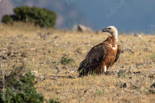 Griffon vultire - Gyps fulvus