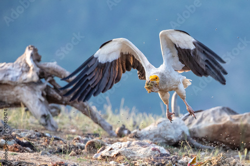 Egyptian vulture - Neophron percnopterus photo