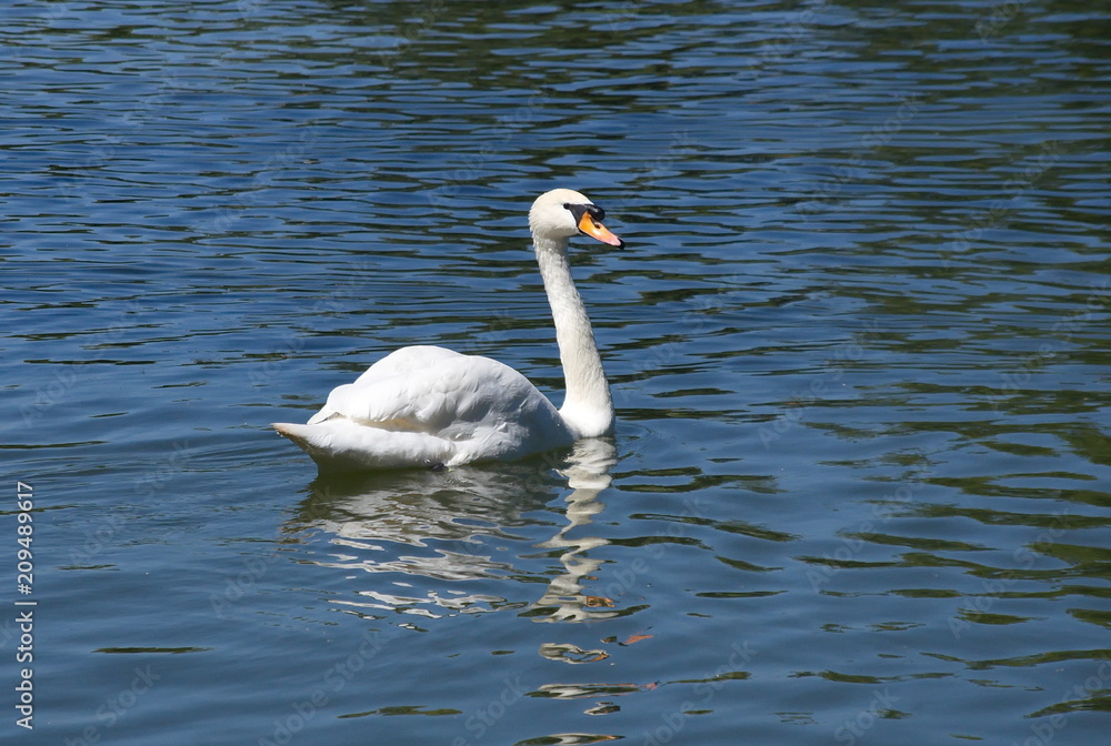 White Swan swimming in the lake. 
