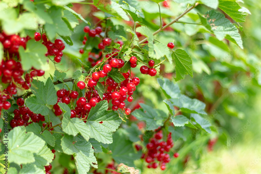 Bush of red currant with a lots of ripe red currant berries in summer Bush of red currant with a lots of ripe red currant berries in summer
