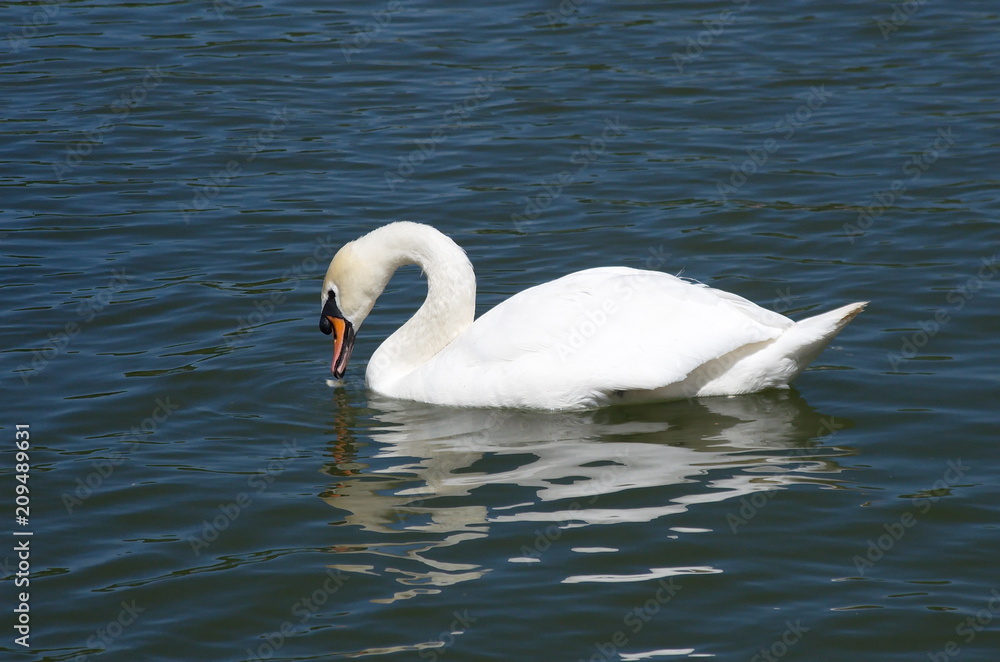 White Swan swimming in the lake. 