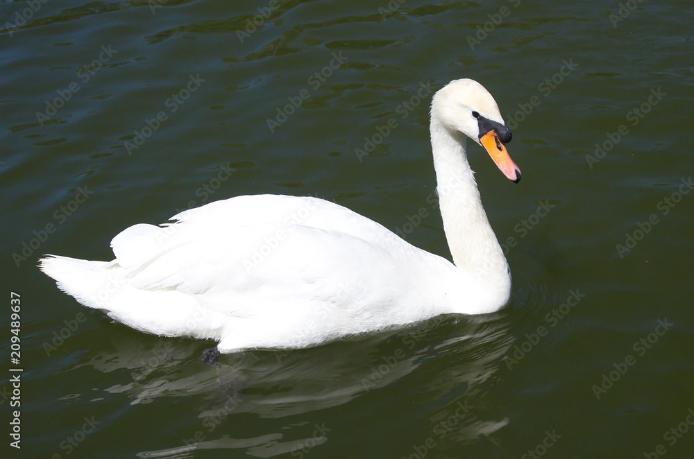 White Swan swimming in the lake. White Swan swimming in the lake.