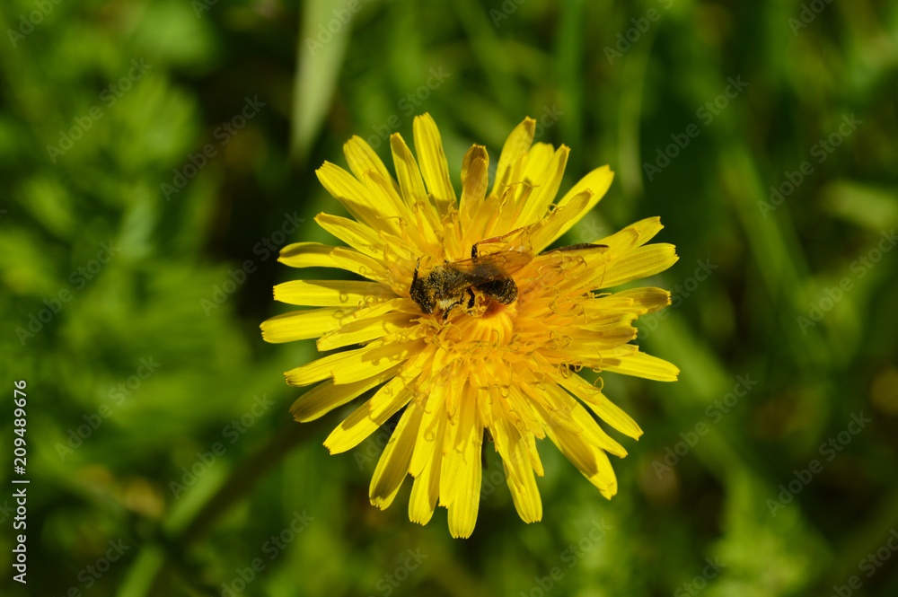The bee pollinates the flower The bee pollinates the flower