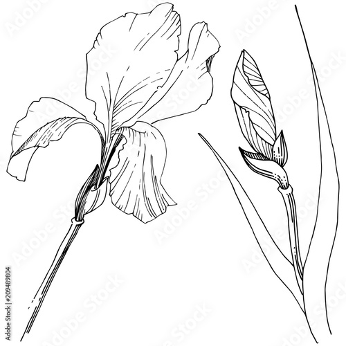 Irises in a vector style isolated. Full name of the plant: iris. Vector flower for background, texture, wrapper pattern, frame or border.