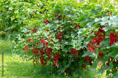 Bush of red currant with a lots of ripe red currant berries in summer